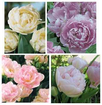 Peony bouquet a no go...