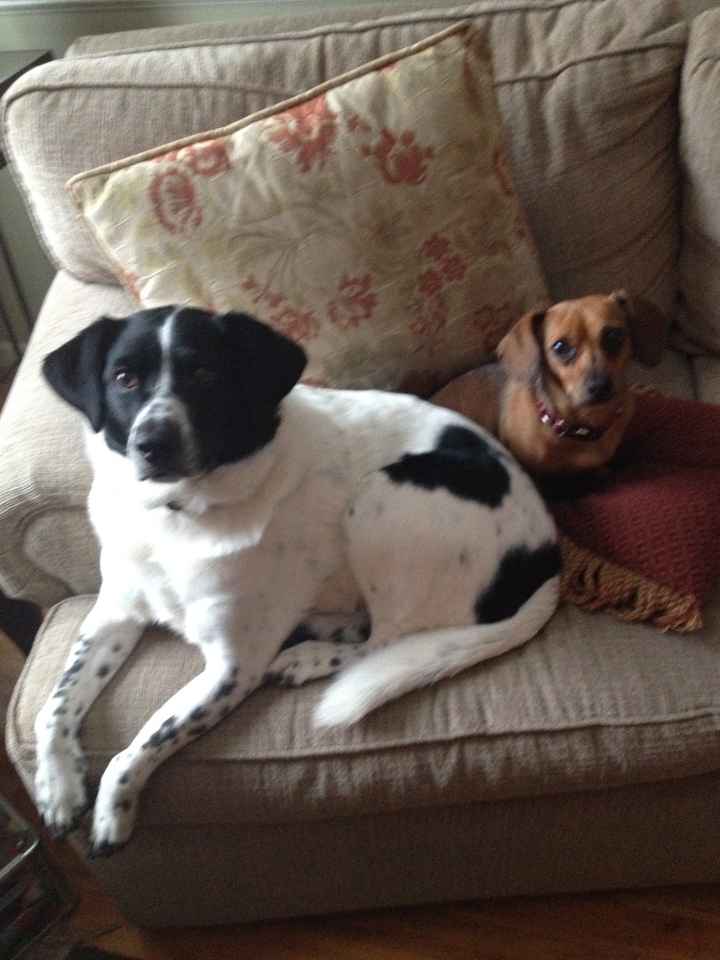 NWR: My four-legged child turns THREE today!!! *I want pics of yours*