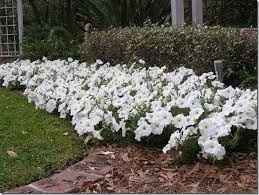 NWR: Any gardening brides out there? (breaking up the spam)