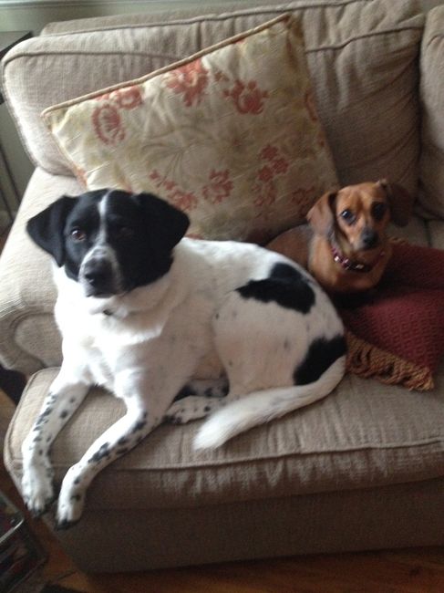 NWR: My four-legged child turns THREE today!!! *I want pics of yours*