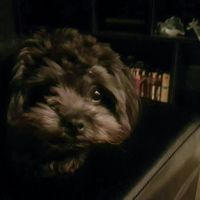 NWR: Furry Children