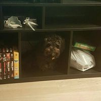 NWR: you and furbaby pic!