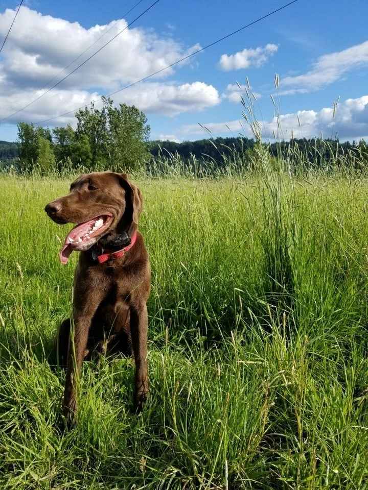NWR: I am going to be a dog mom!
