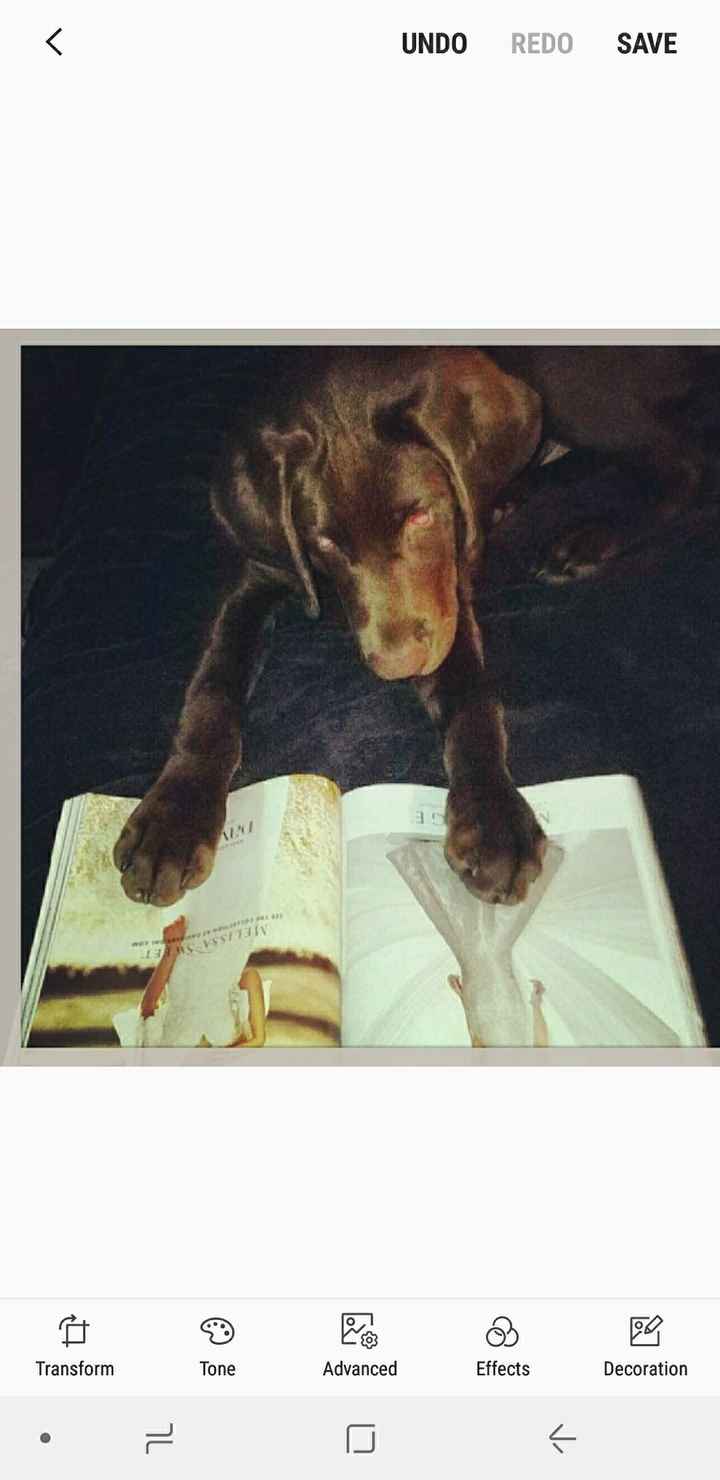 Pets "helping" you make things