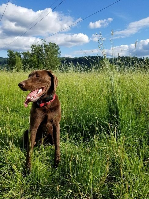NWR: I am going to be a dog mom!