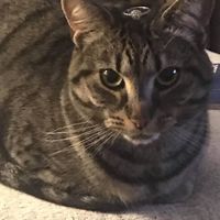 Brides of 2020!  Show us your ring! - 1