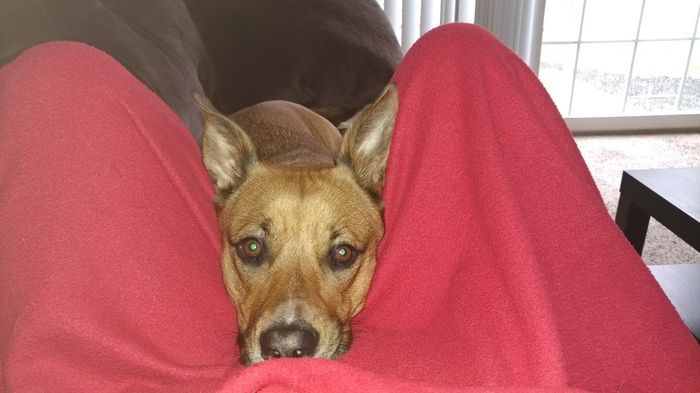 Furbaby pick me up