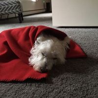 UPDATE #3! Prayers for my fur baby!