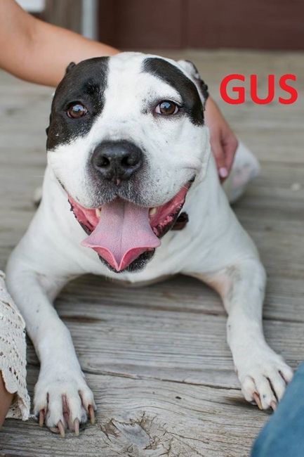 NWR- Pibbles and Homeowner Insurance