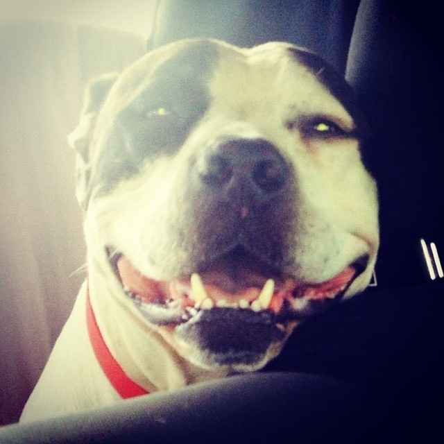 NWR lol people think my dogs are scary..