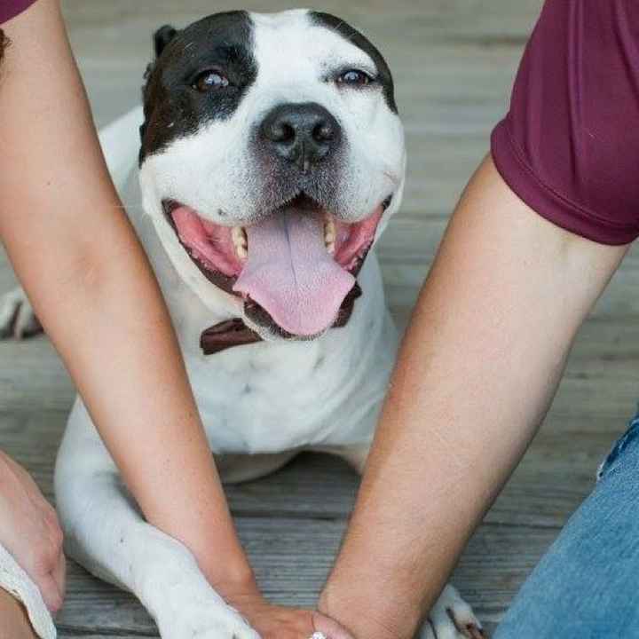 Engagement Photos with Pets: Share Your Tips and Pics!