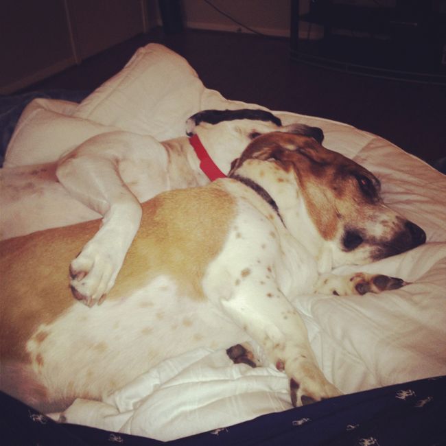 NWR - Dog Mommas: Convince me Otherwise!