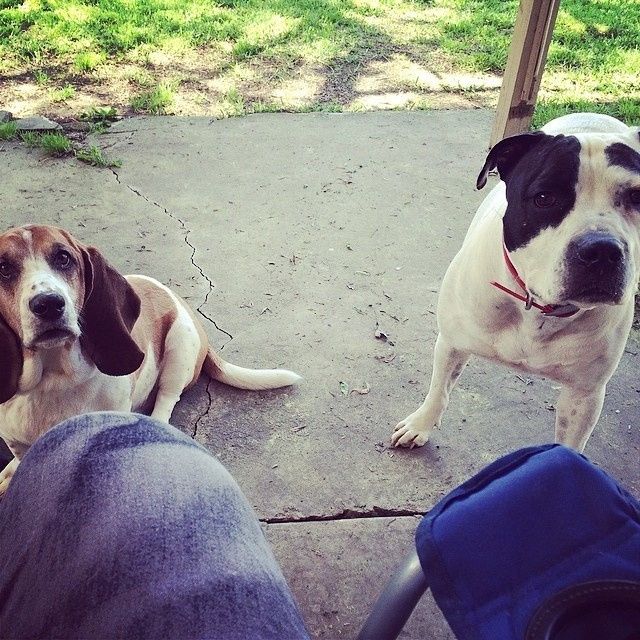 NWR Happy Fursday! Show me your fur babies!