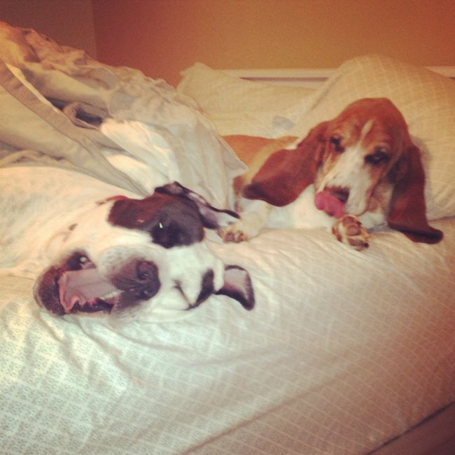 NWR Happy Fursday! Show me your fur babies!