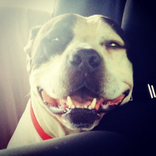 NWR lol people think my dogs are scary..