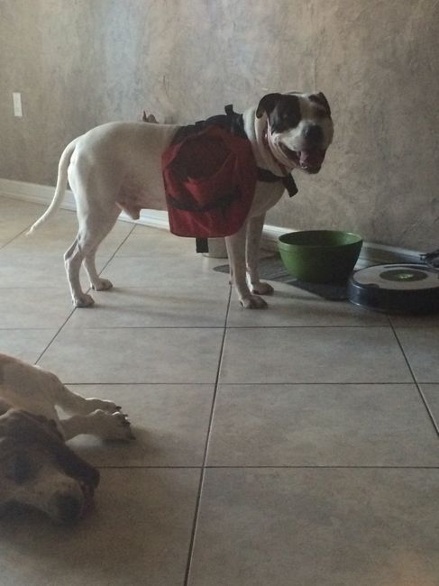 NWR: Happy Furry Fursday, let's see them fur babies!