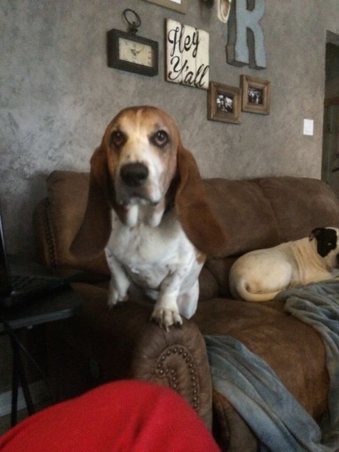 NWR: Happy Furry Fursday, let's see them fur babies!