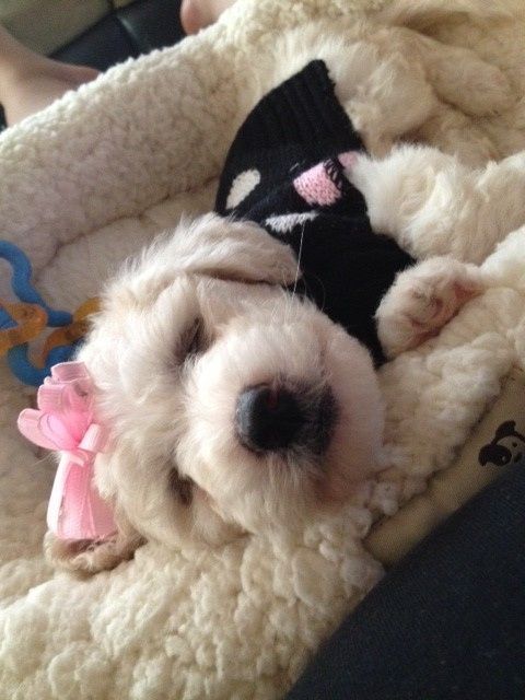 NWR: I got an early birthday present! It's a girl..puppy