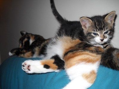 Furbabies make me happy :)