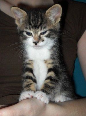 *NWR* Show me your pets/animals! *PICS*