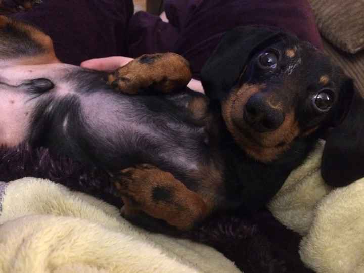 NWR Why do men think dogs are baby substitutes?