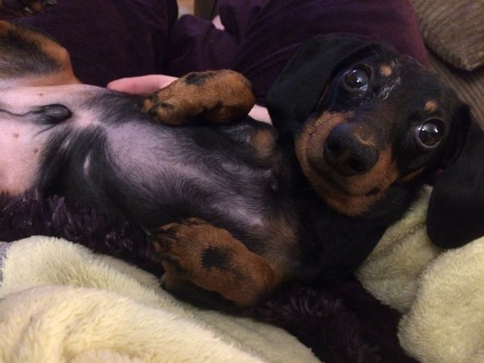 NWR Why do men think dogs are baby substitutes?