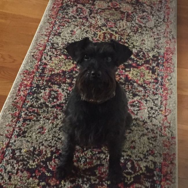 NWR: National Dog Day!