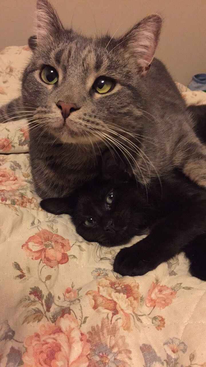 Show me your fur babies!