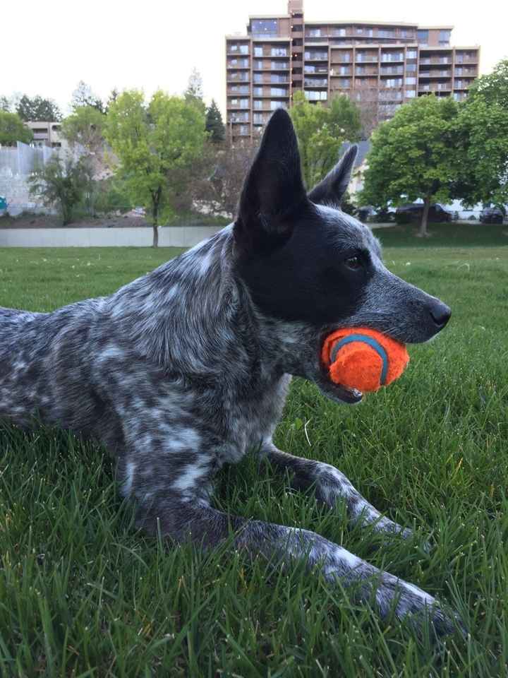 Show me your fur babies!