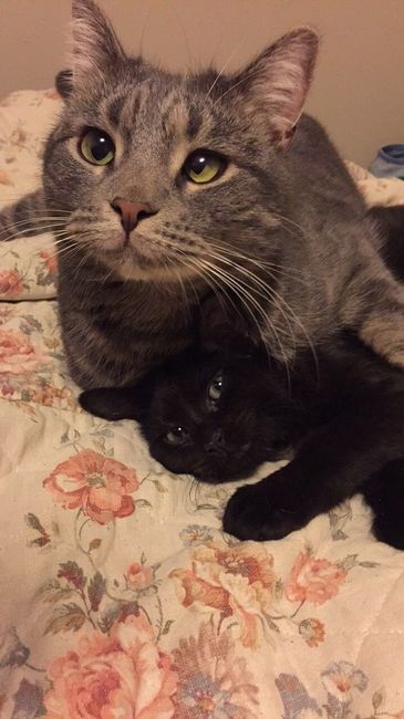 Show me your fur babies!