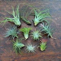 Avoiding cut flowers