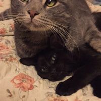 Show me your fur babies!