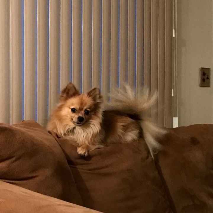 Today is National Pet Day! Let's see those fur babies :)