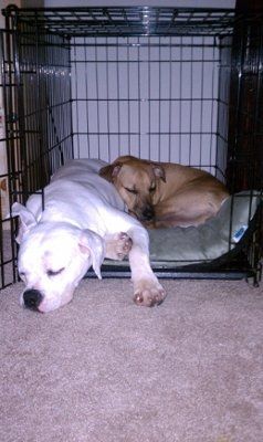 I'm getting a furbaby =)