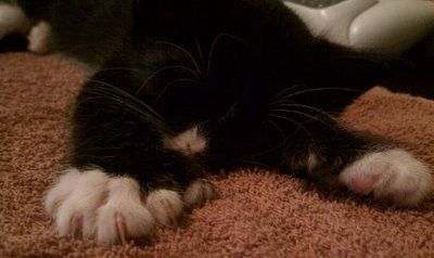 Im a foster mommy!