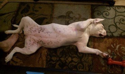 Ode to dogs