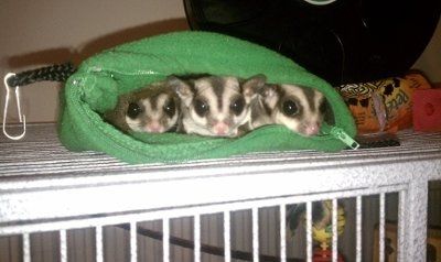 So... we are adding a new addition to the family =) (pics)
