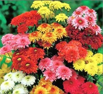 What kind of flower is this?