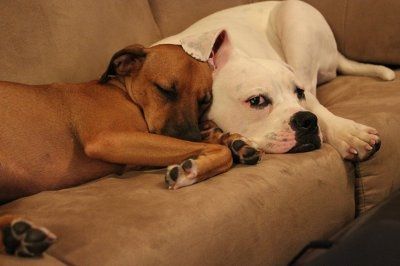 Furbabies!!! Lets show them off!