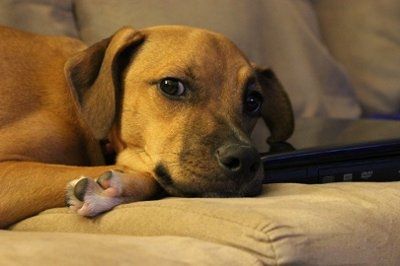 *NWR* Post pics of your furry (or not so furry) kids!