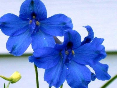 Bored brides.. help me?