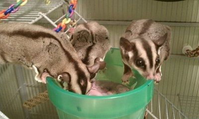 NWR: Furry Friends