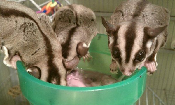 Furbabies (to lighten the mood)
