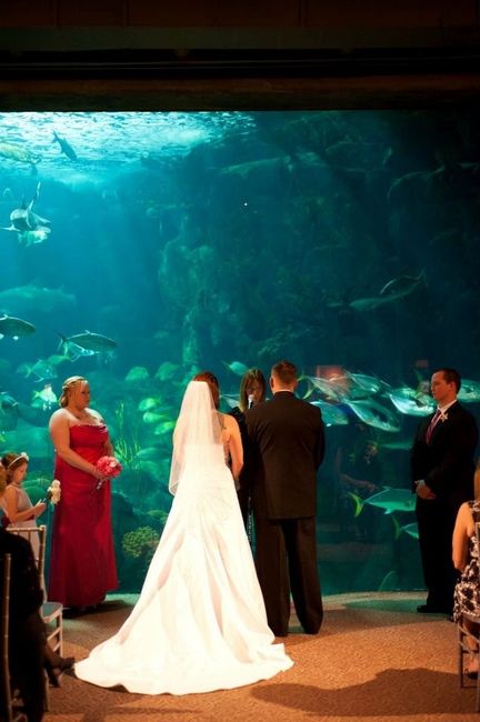 Brides who go to The Florida Aquarium, or been married to the place.