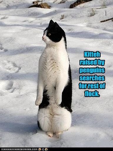Mrs S ... We need to start another funny Cat thread!