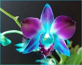 fake blue orcids