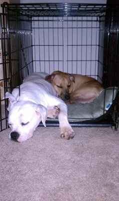 I'm getting a furbaby =)