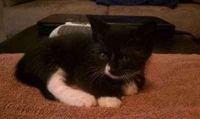 Im a foster mommy!