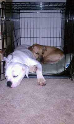 Ode to dogs