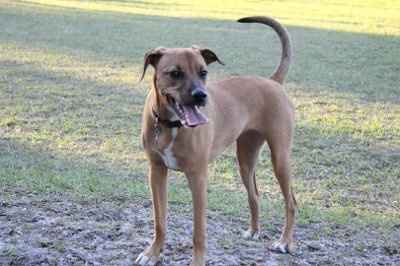 NWR - Furbabies :)